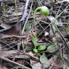 Pterostylis nutans at Paddys River, ACT - suppressed