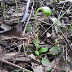 Pterostylis nutans at Paddys River, ACT - 25 Oct 2021
