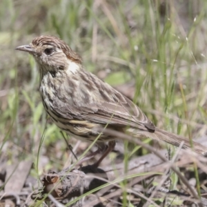 Pyrrholaemus sagittatus at Hawker, ACT - 26 Oct 2021