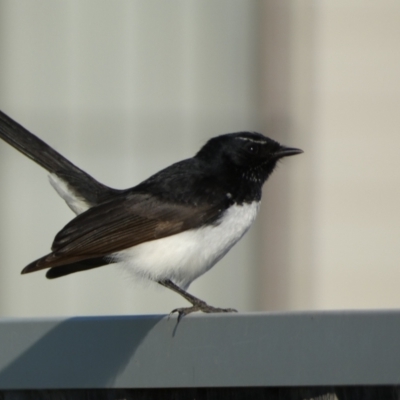 Rhipidura leucophrys (Willie Wagtail) at Jerrabomberra, NSW - 26 Oct 2021 by SteveBorkowskis