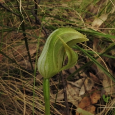 Pterostylis curta (Blunt Greenhood) at Tidbinbilla Nature Reserve - 25 Oct 2021 by JohnBundock