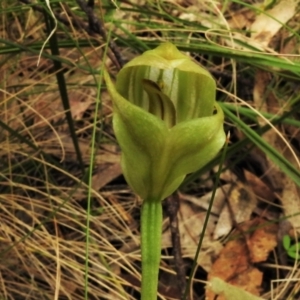 Pterostylis curta at Paddys River, ACT - 25 Oct 2021