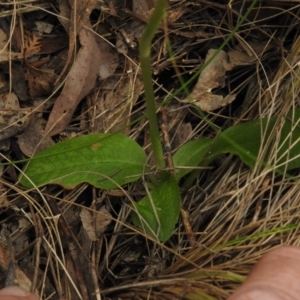 Pterostylis curta at Paddys River, ACT - 25 Oct 2021