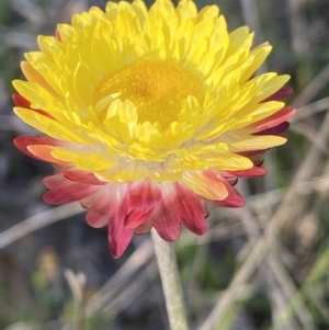 Leucochrysum albicans subsp. tricolor at Rendezvous Creek, ACT - 26 Oct 2021 05:55 PM