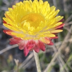 Leucochrysum albicans subsp. tricolor (Hoary Sunray) at Rendezvous Creek, ACT - 26 Oct 2021 by RAllen