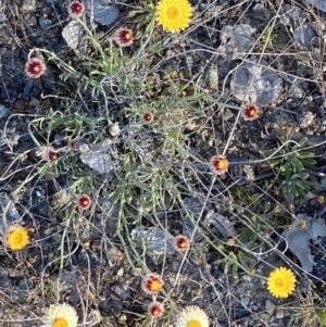 Leucochrysum albicans subsp. tricolor at Rendezvous Creek, ACT - 26 Oct 2021 05:55 PM