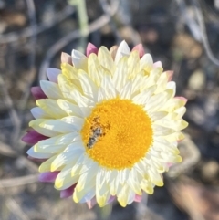 Leucochrysum albicans subsp. tricolor at Rendezvous Creek, ACT - 26 Oct 2021 05:55 PM