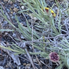 Leucochrysum albicans subsp. tricolor at Rendezvous Creek, ACT - 26 Oct 2021 05:55 PM