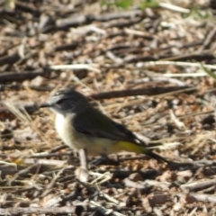Acanthiza chrysorrhoa (Yellow-rumped Thornbill) at Jerrabomberra, NSW - 26 Oct 2021 by SteveBorkowskis