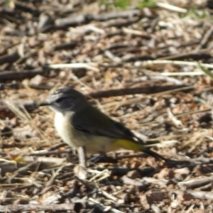 Acanthiza chrysorrhoa at Jerrabomberra, NSW - 26 Oct 2021