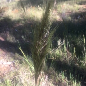 Austrostipa densiflora at Hall, ACT - 25 Oct 2021