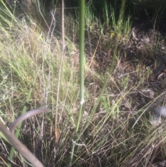 Austrostipa densiflora at Hall, ACT - 25 Oct 2021