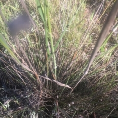 Austrostipa densiflora at Hall, ACT - 25 Oct 2021 08:56 AM