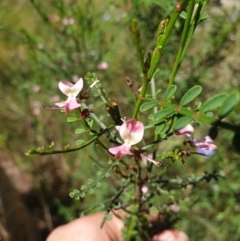 Indigofera adesmiifolia (Tick Indigo) at Monument Hill and Roper Street Corridor - 24 Oct 2021 by ClaireSee