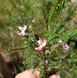 Indigofera adesmiifolia at Albury, NSW - 24 Oct 2021 11:06 AM