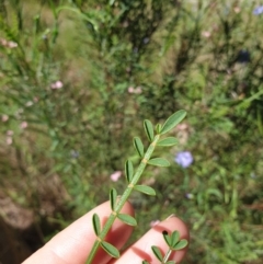 Indigofera adesmiifolia at Albury, NSW - 24 Oct 2021 11:06 AM