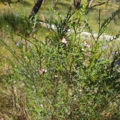 Indigofera adesmiifolia at Albury, NSW - 24 Oct 2021