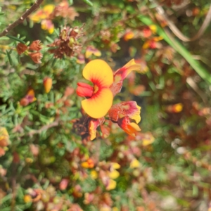 Dillwynia sericea at Albury, NSW - 23 Oct 2021