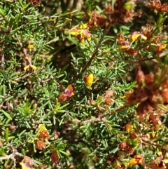 Dillwynia sericea at Albury, NSW - 23 Oct 2021