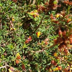 Dillwynia sericea at Albury, NSW - 23 Oct 2021