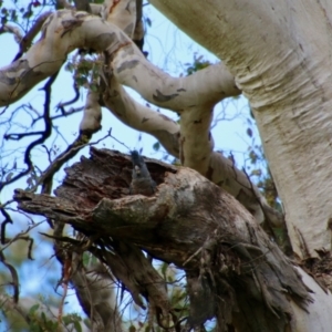 Callocephalon fimbriatum at Deakin, ACT - 24 Oct 2021