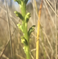 Microtis unifolia (Common Onion Orchid) at Hall, ACT - 25 Oct 2021 by strigo