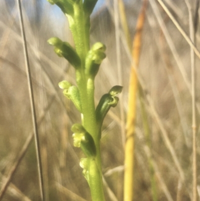 Microtis unifolia (Common Onion Orchid) at Hall, ACT - 25 Oct 2021 by strigo