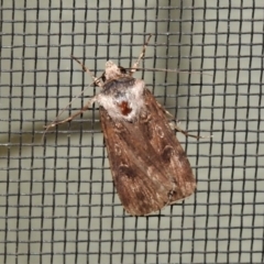 Agrotis infusa (Bogong Moth, Common Cutworm) at Wanniassa, ACT - 26 Oct 2021 by JohnBundock