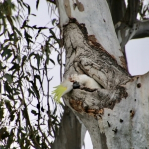 Cacatua galerita at Red Hill, ACT - 24 Oct 2021