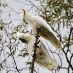 Cacatua galerita at Red Hill, ACT - 24 Oct 2021