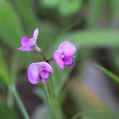 Swainsona sericea (Silky Swainson-Pea) at Red Hill to Yarralumla Creek - 24 Oct 2021 by LisaH