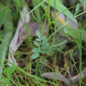 Swainsona sericea at Red Hill, ACT - 24 Oct 2021 01:06 PM