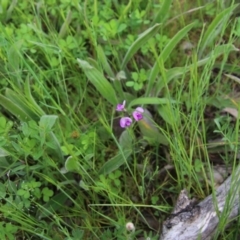 Swainsona sericea at Red Hill, ACT - 24 Oct 2021