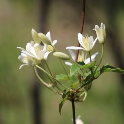 Clematis aristata (Mountain Clematis) at Mongarlowe River - 26 Oct 2021 by LisaH
