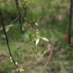 Clematis aristata at Mongarlowe, NSW - suppressed