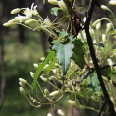 Clematis aristata at Mongarlowe, NSW - suppressed