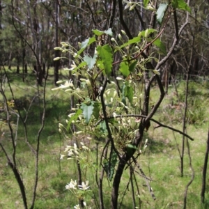 Clematis aristata at Mongarlowe, NSW - suppressed