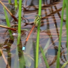 Ischnura aurora (Aurora Bluetail) at Pialligo, ACT - 23 Oct 2021 by RodDeb