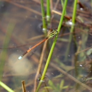 Ischnura aurora at Pialligo, ACT - 23 Oct 2021 01:20 PM