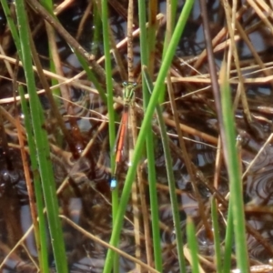 Ischnura aurora at Pialligo, ACT - 23 Oct 2021