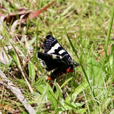 Phalaenoides glycinae (Grapevine Moth) at QPRC LGA - 26 Oct 2021 by LisaH