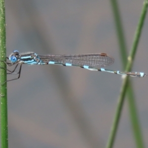 Austrolestes leda at Campbell Park Woodland - 23 Oct 2021 01:09 PM