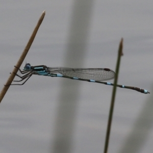 Austrolestes leda at Campbell Park Woodland - 23 Oct 2021 01:09 PM