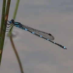 Austrolestes leda at Campbell Park Woodland - 23 Oct 2021 01:09 PM