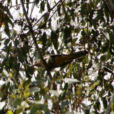 Cacomantis flabelliformis (Fan-tailed Cuckoo) at QPRC LGA - 26 Oct 2021 by LisaH