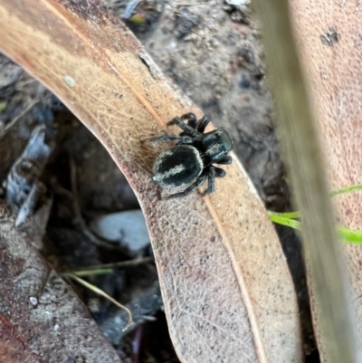 Salpesia sp. (genus) (Salpesia Jumping Spider) at Murrumbateman, NSW - 22 Oct 2021 by SimoneC