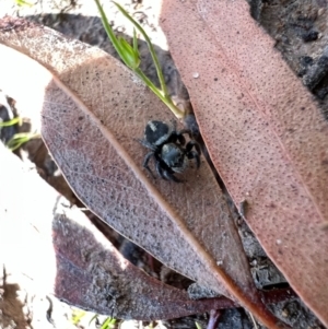 Salpesia sp. (genus) at Murrumbateman, NSW - 22 Oct 2021