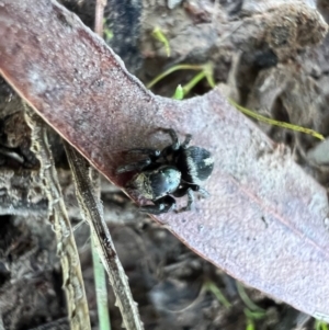 Salpesia sp. (genus) at Murrumbateman, NSW - 22 Oct 2021