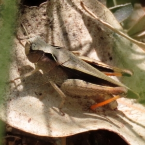 Cryptobothrus chrysophorus at Pialligo, ACT - 23 Oct 2021 12:25 PM