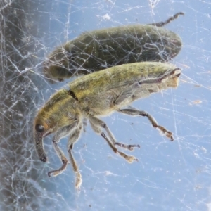 Lixus cardui at Pialligo, ACT - 23 Oct 2021 01:35 PM